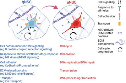 Assessing the Role of Ependymal and Vascular Cells as Sources of Extracellular Cues Regulating the Mouse Ventricular-Subventricular Zone Neurogenic Niche